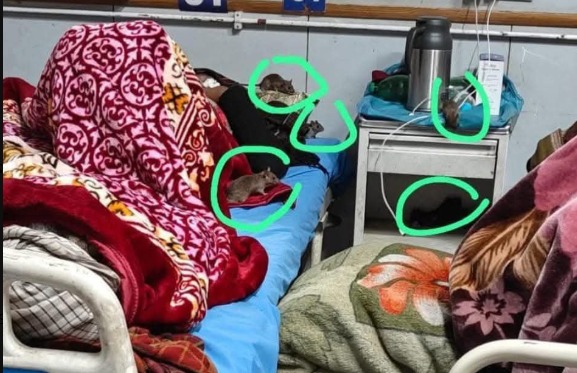 'Patients Struggle with Rat Infestation at RIMS in GMC Anantnag'